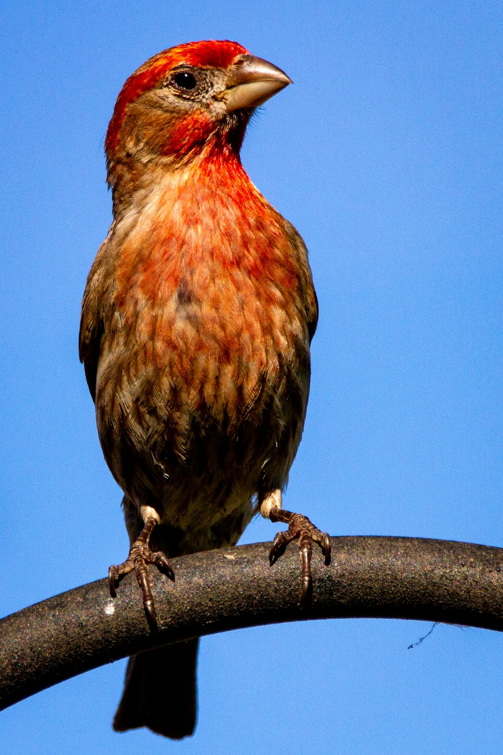 a bird sitting on top of a metal pole