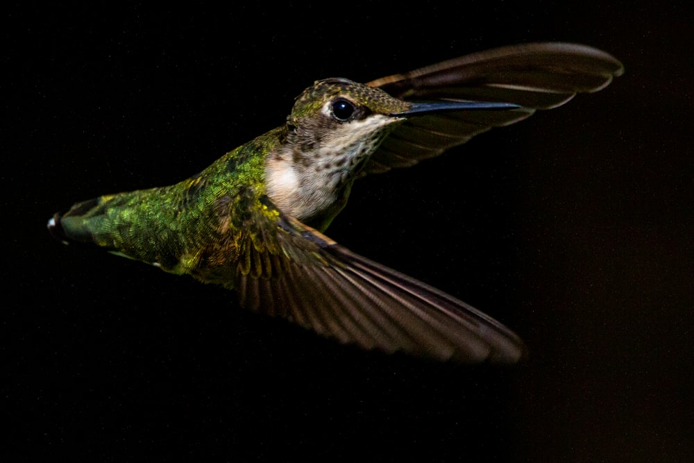a hummingbird flying in the dark with its wings spread