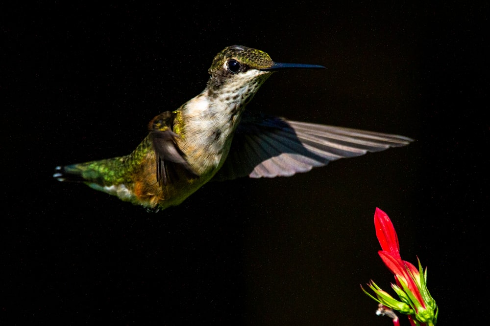 a hummingbird flying over a red flower