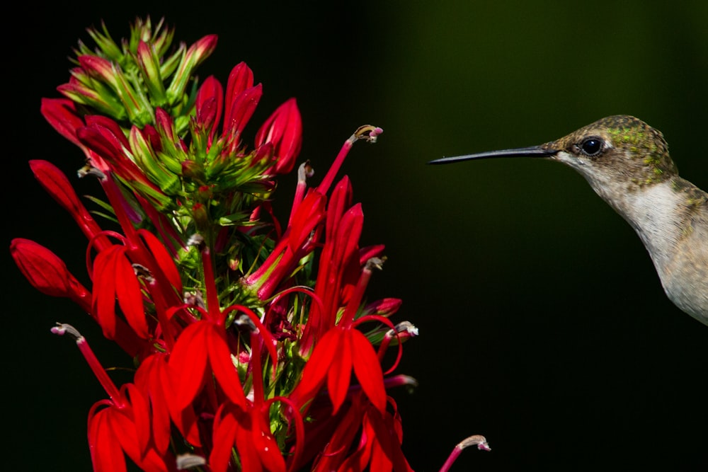 a hummingbird hovering over a red flower