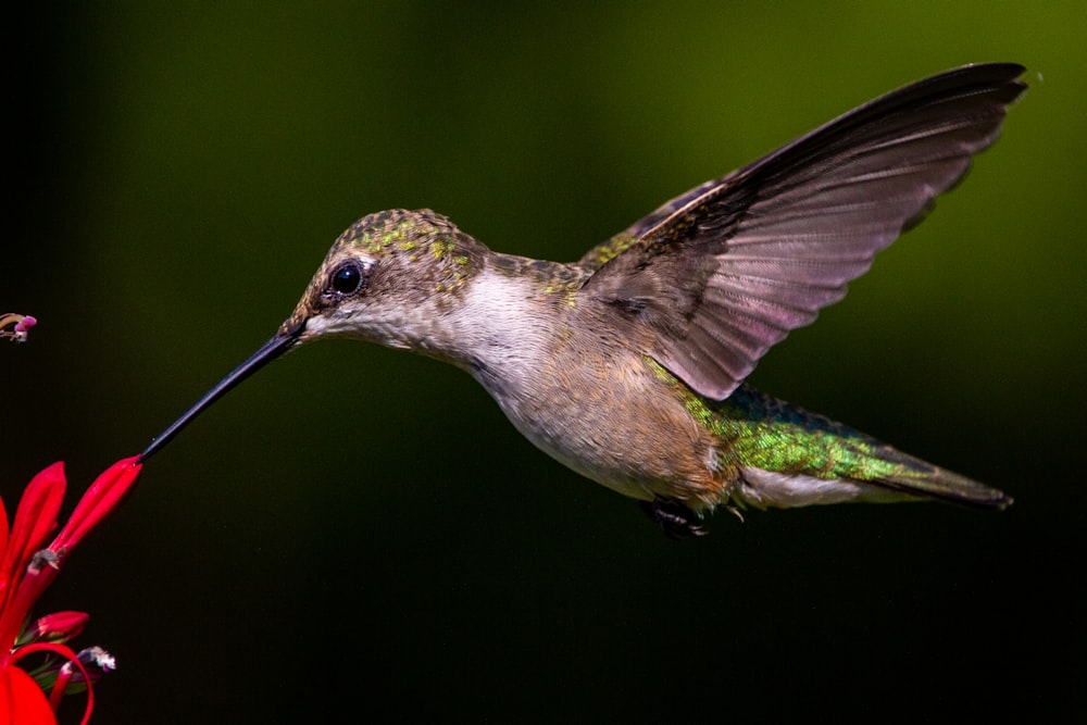 a hummingbird hovering over a red flower