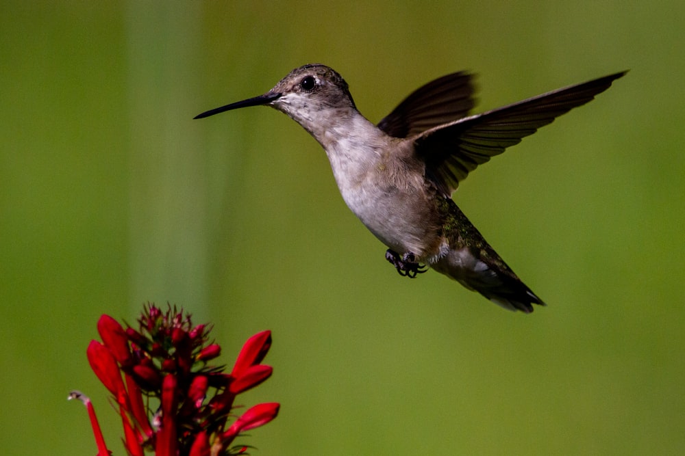 a hummingbird hovering over a red flower