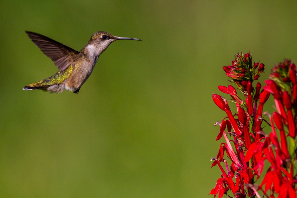a hummingbird flying over a red flower