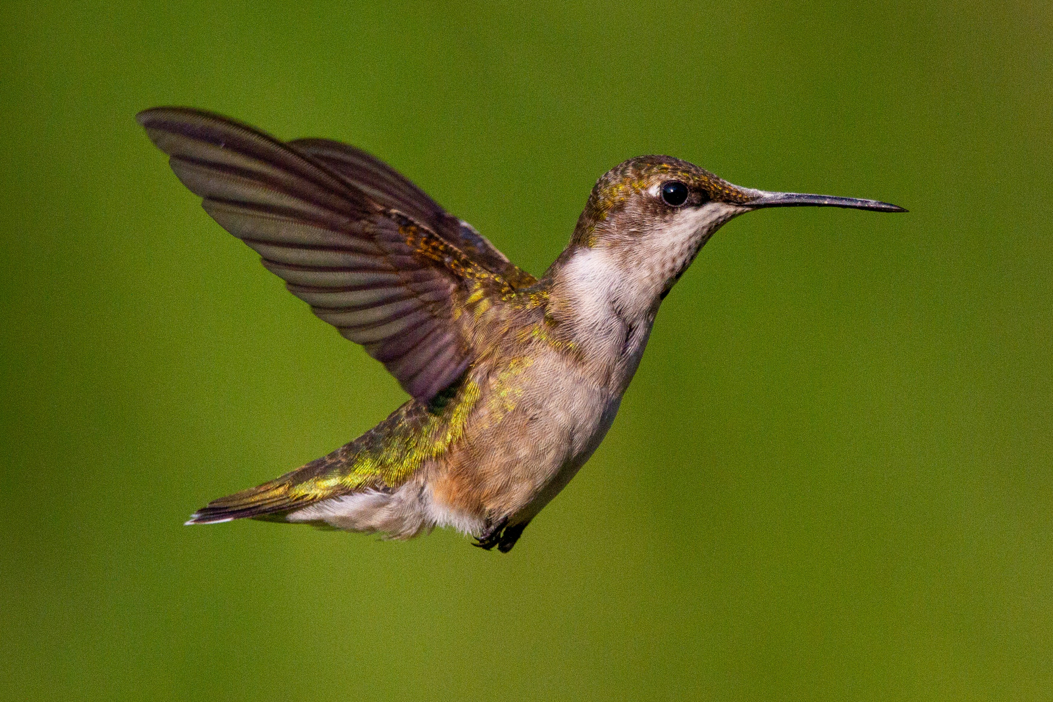 a hummingbird flying in the air with its wings spread