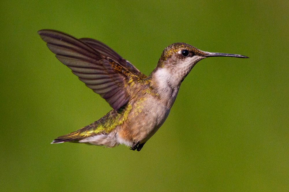 a hummingbird flying in the air with its wings spread