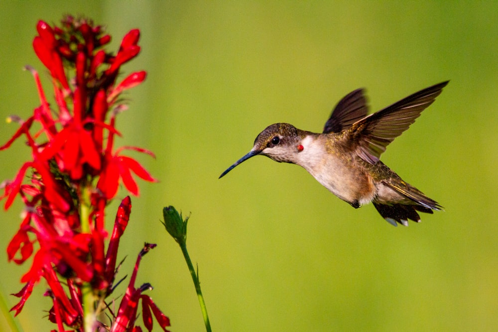 a hummingbird flying over a red flower