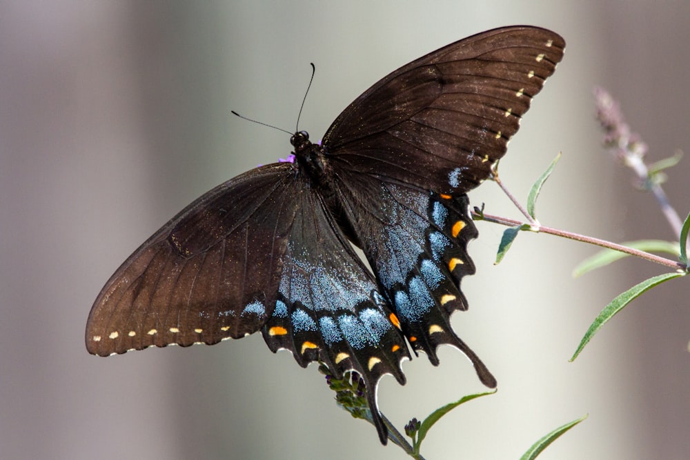 a large butterfly sitting on top of a plant