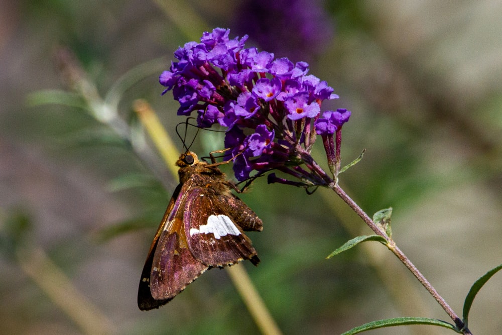 a butterfly is resting on a purple flower