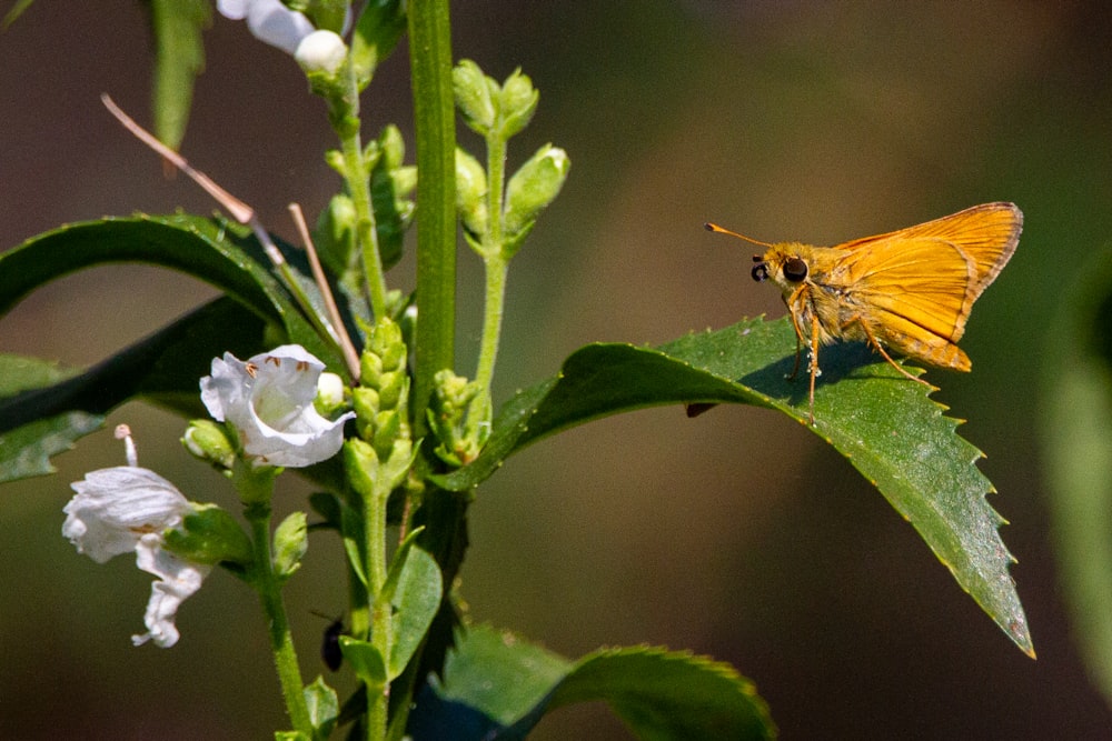 a yellow butterfly sitting on top of a green leaf