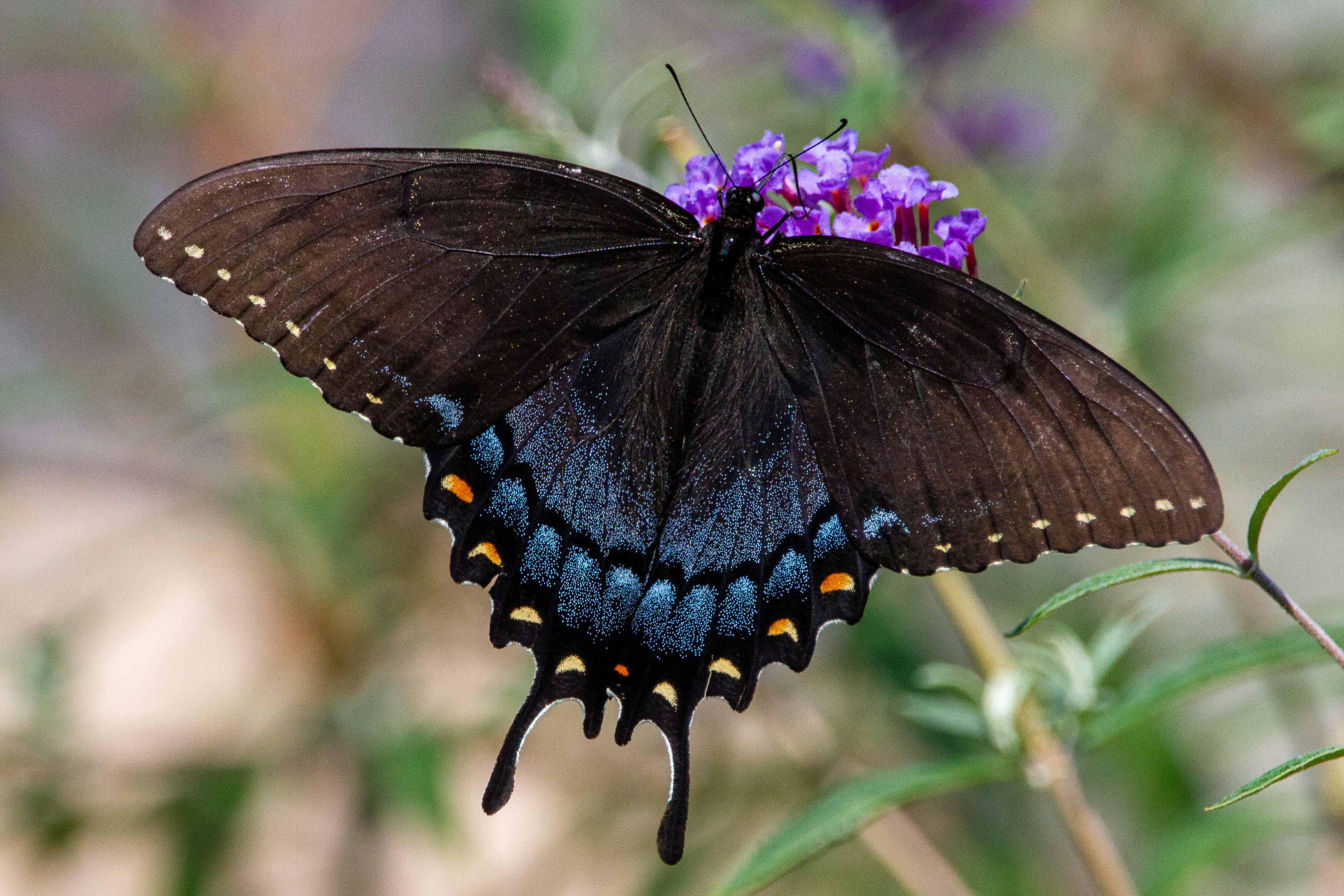Un papillon noir assis au sommet d'une fleur violette photo – Image  gratuite de Fleur sur Unsplash, image size:3000x2000