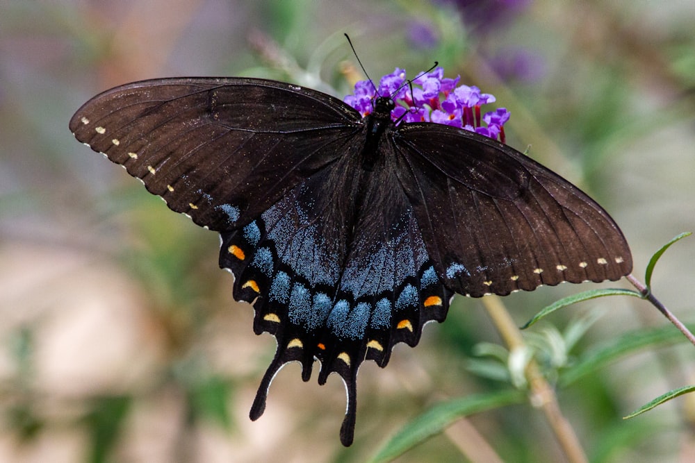 a black butterfly sitting on top of a purple flower