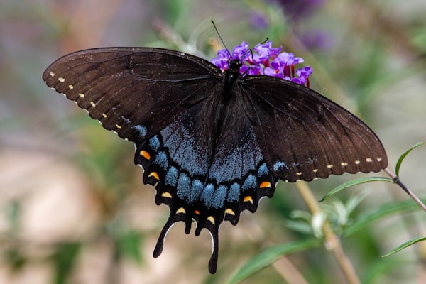 Buddleja alternifolia