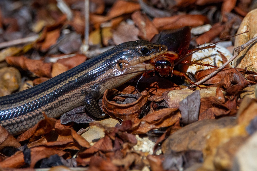 a brown and black snake laying on top of leaves