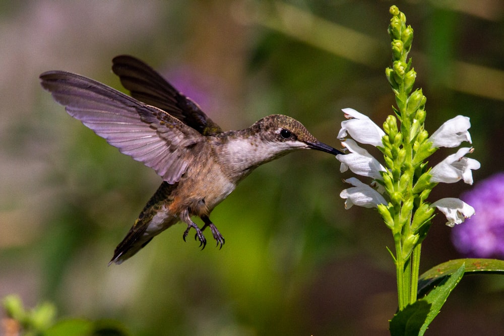 a hummingbird hovering over a white flower