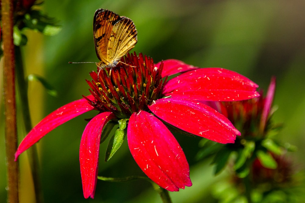 a butterfly sitting on top of a red flower