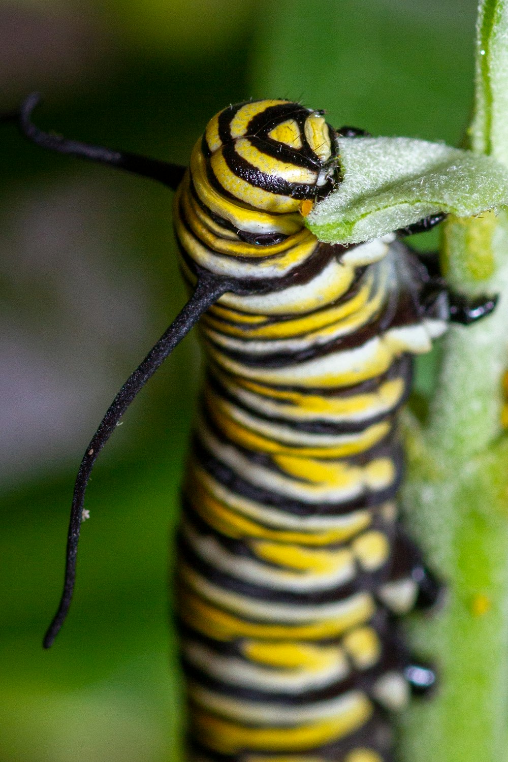 Gros plan d’une chenille sur une plante