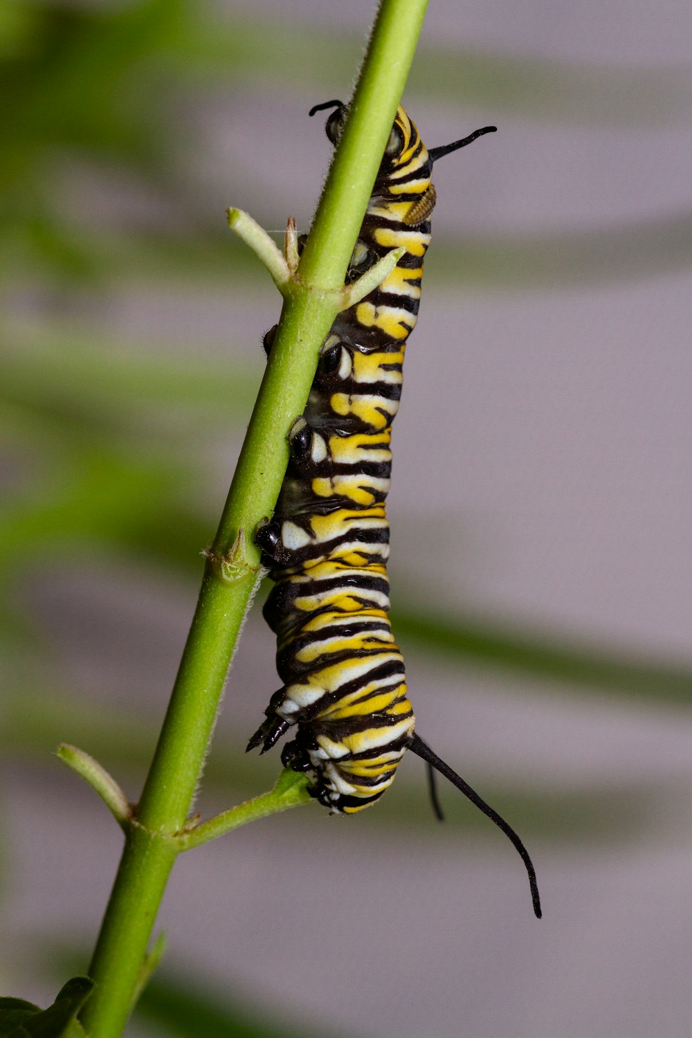 a close up of a caterpillar on a plant