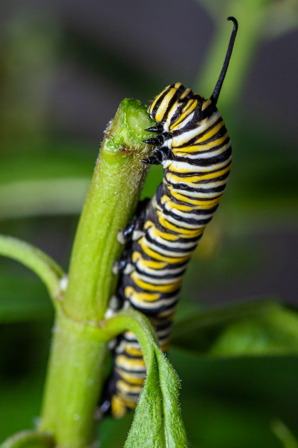 a close up of a caterpillar on a plant