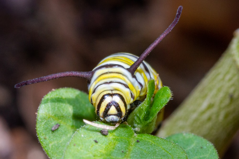 Gros plan d’une chenille sur une feuille