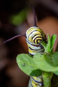 a close up of a caterpillar on a leaf