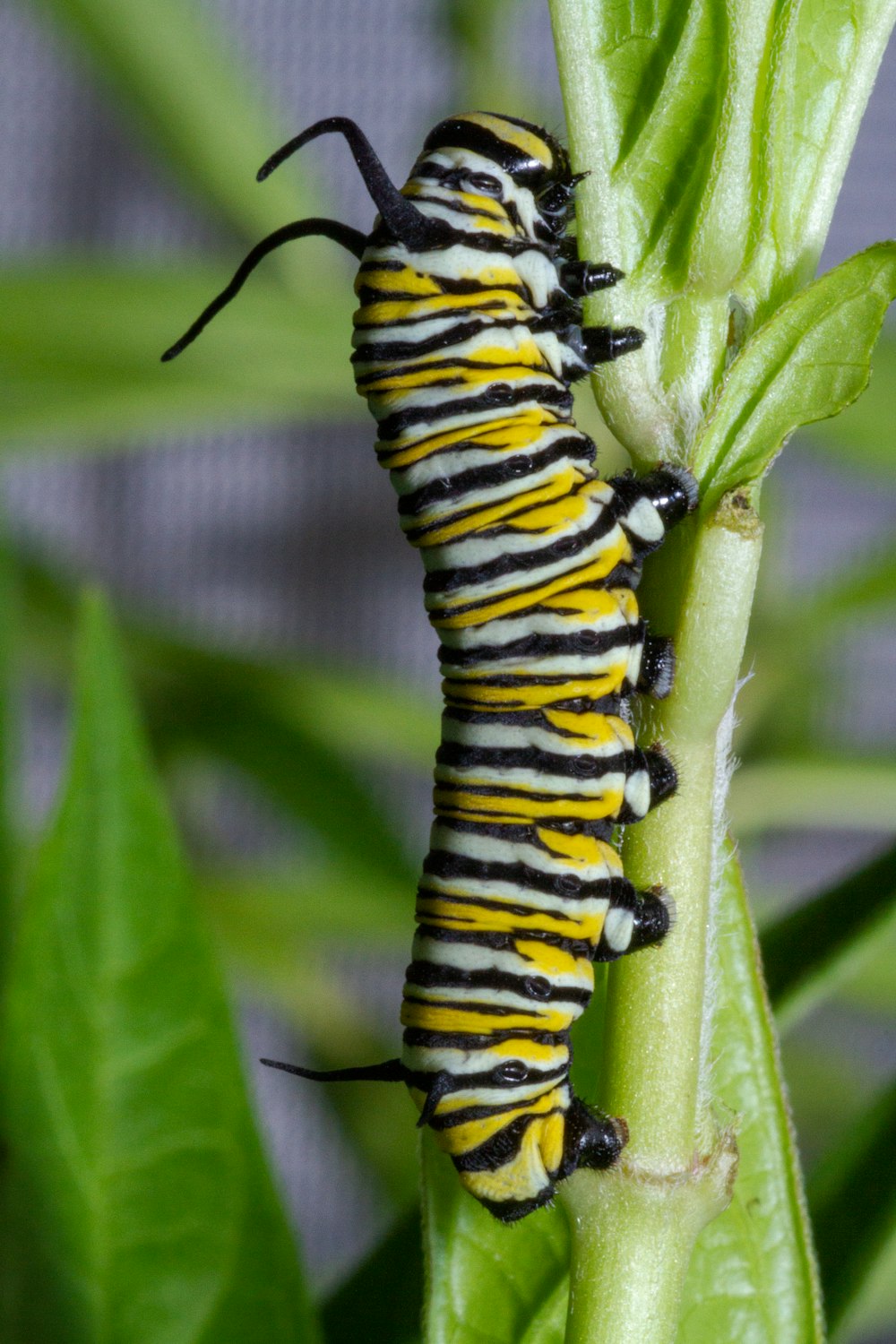 Gros plan d’une chenille sur une plante