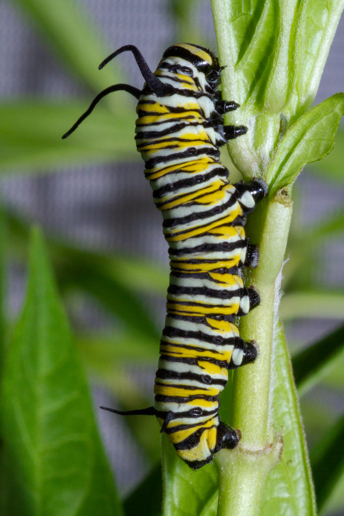 Oruga de mariposa monarca con rayas negras, blancas y amarillas comiendo una hoja