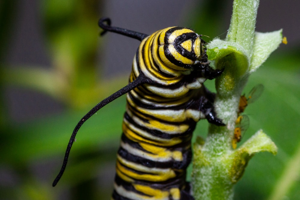 a close up of a caterpillar on a plant