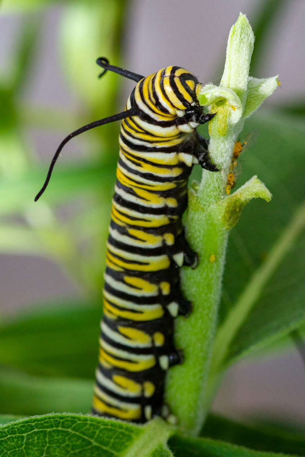 a close up of a caterpillar on a plant