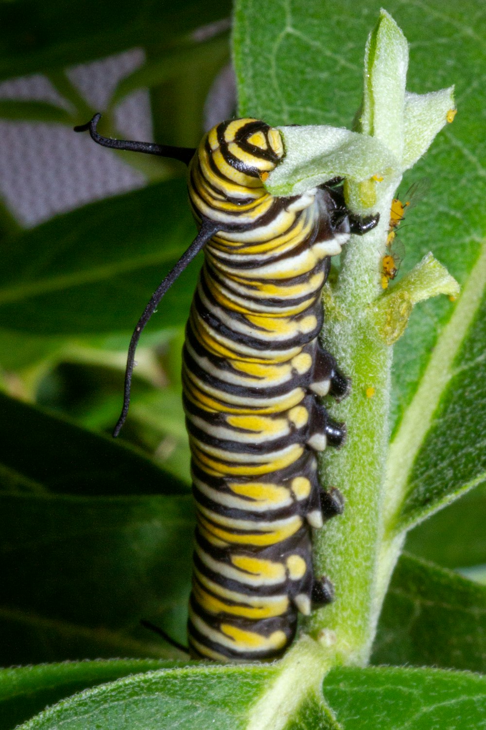 a close up of a caterpillar on a leaf