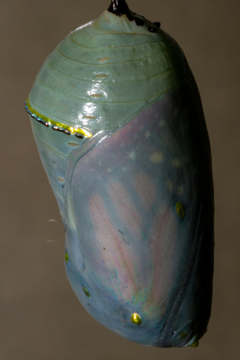 a close up of a butterfly's wing and wing tip