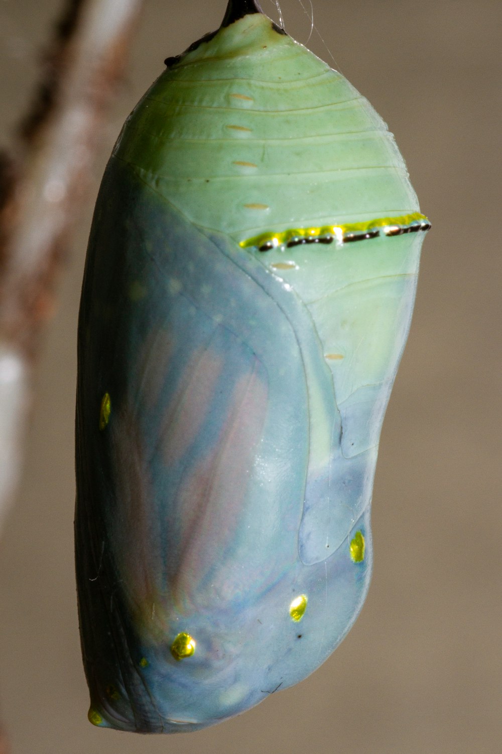 a close up of a butterfly's coco