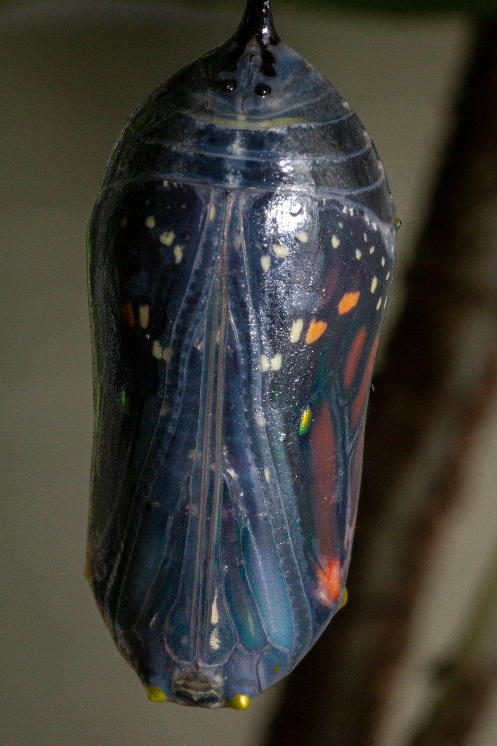 a close up of a butterfly's wing and wing tips