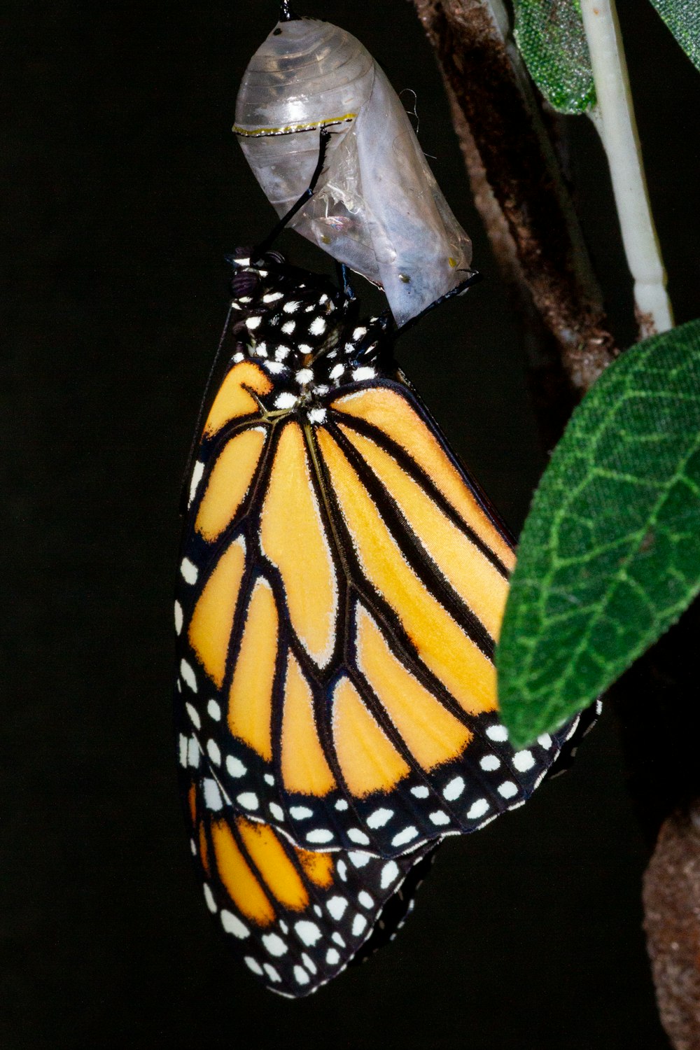 a monarch butterfly hanging from a tree branch