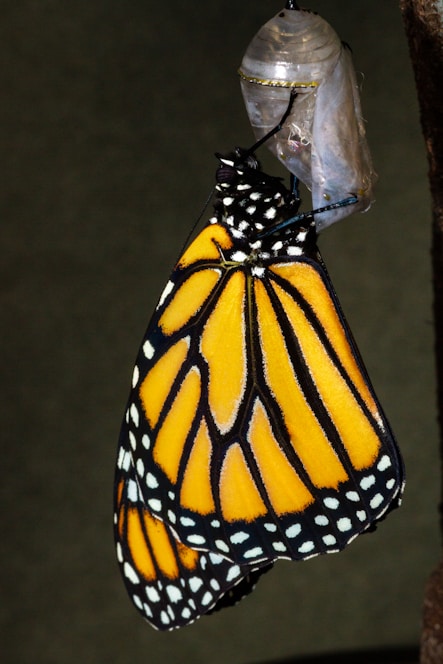 A monarch butterfly with vibrant orange wings and black vein patterns hangs from a freshly emerged chrysalis. The background is a soft green, providing a natural setting for the transformation. The delicate chrysalis shows translucency and hints of the evolved butterfly's former confinement.