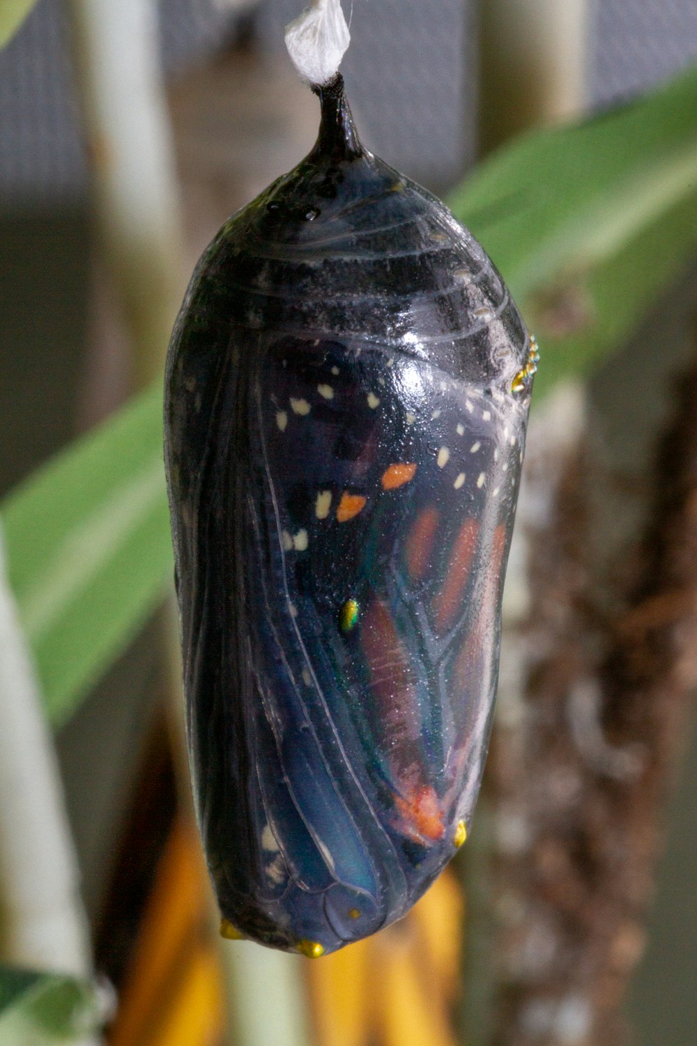 a close up of a butterfly's wing hanging from a plant