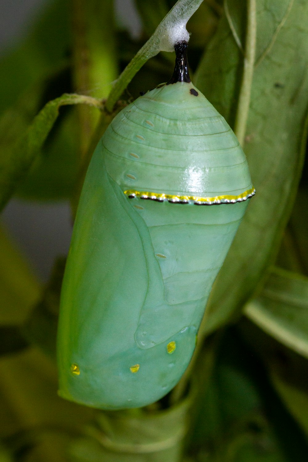 a close up of a green butterfly chryson chryson chryson