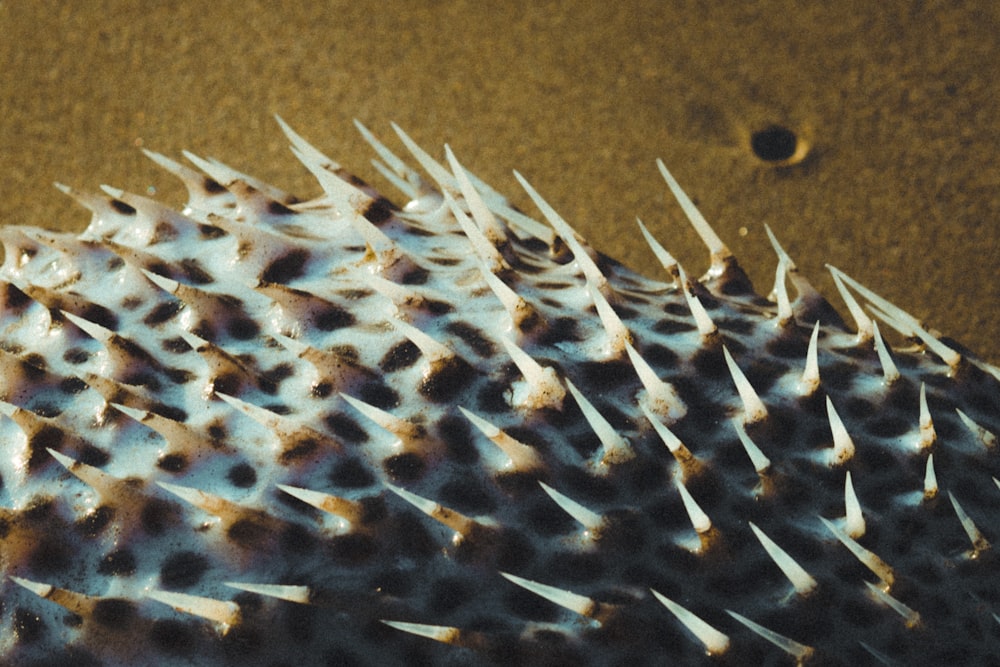 a close up of a sea urchin on the sand