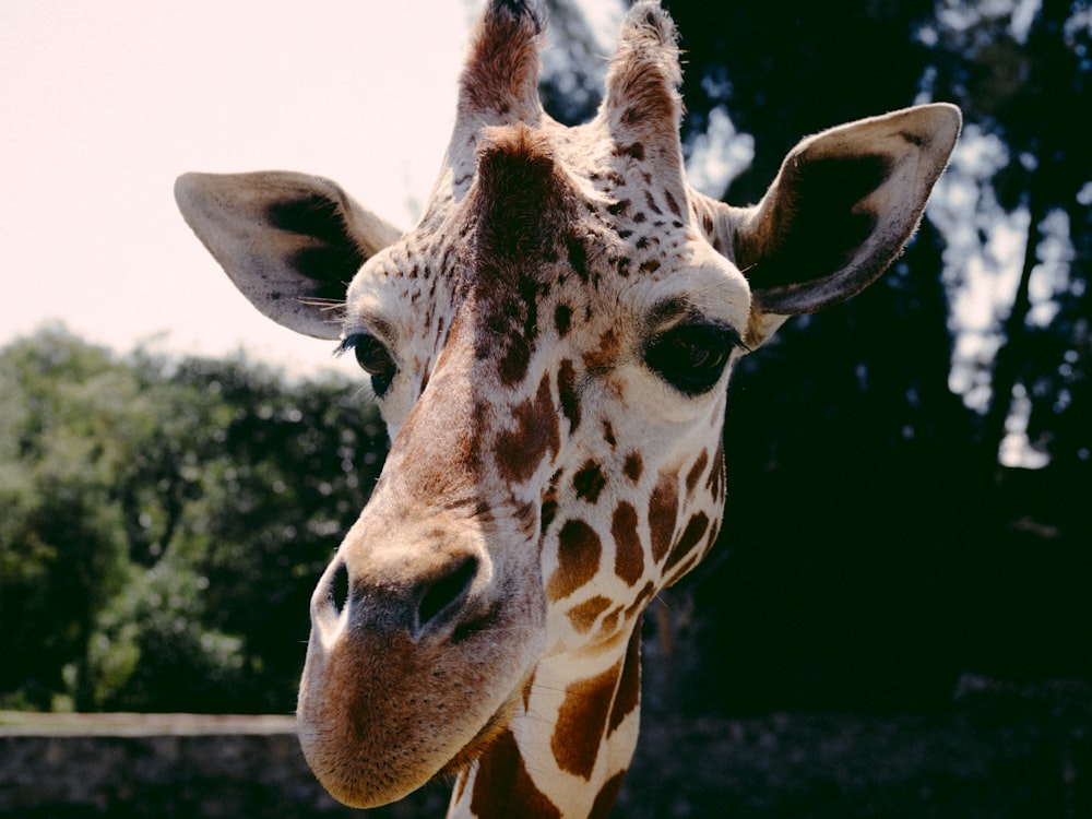 a close up of a giraffe with trees in the background