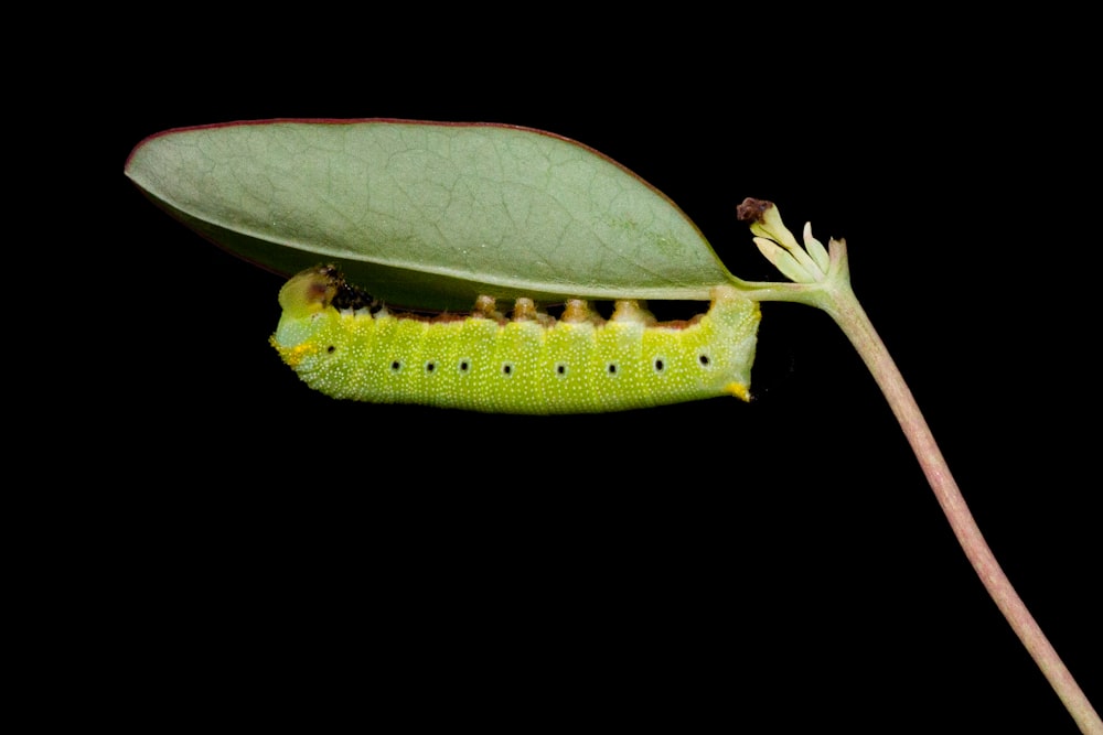 a caterpillar crawling on a green leaf