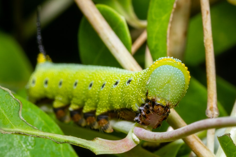 a green caterpillar crawling on a green leaf