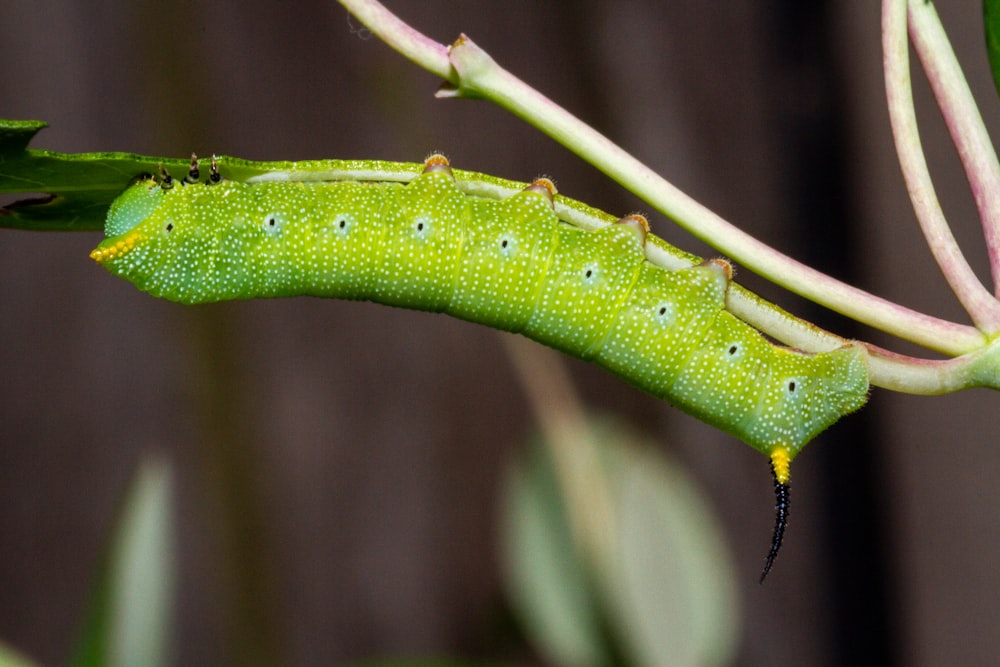 a green caterpillar hanging from a plant