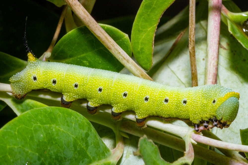 Una oruga verde arrastrándose sobre una hoja verde