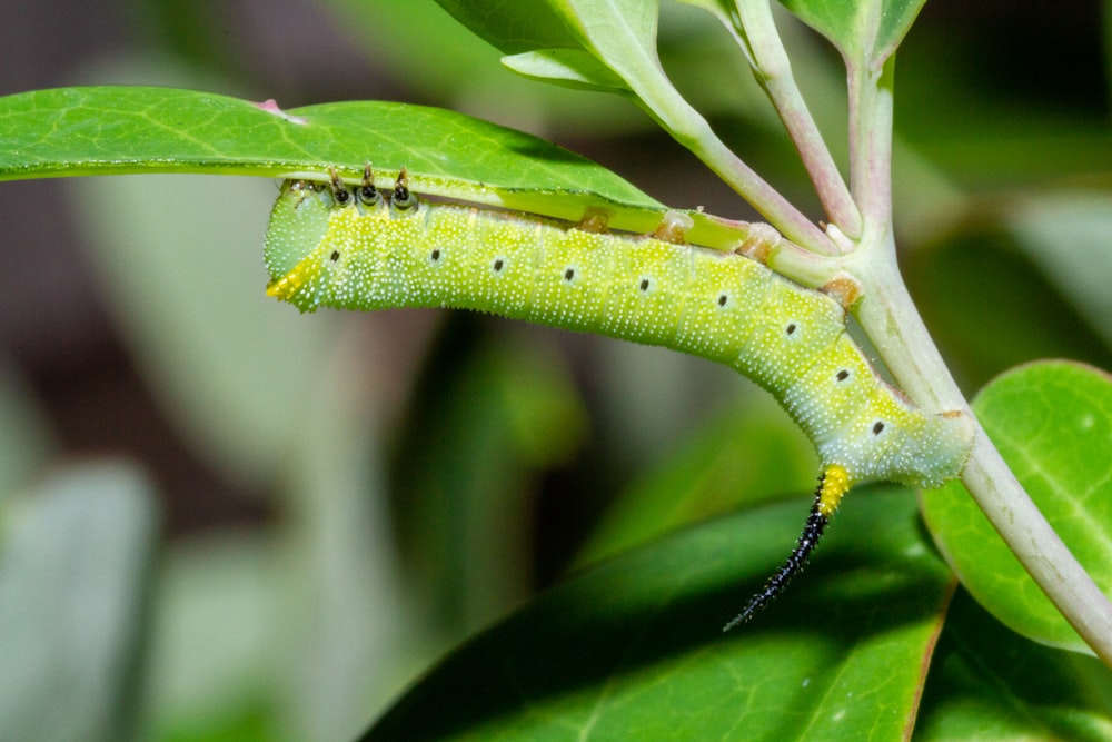 a caterpillar crawling on a green leaf