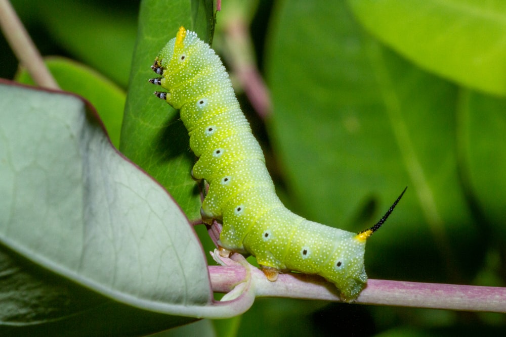 a green caterpillar crawling on a leaf
