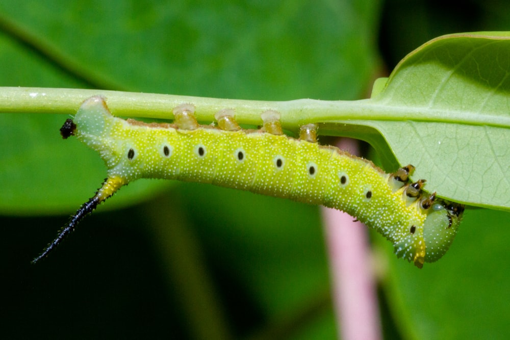 um close up de uma lagarta em uma folha