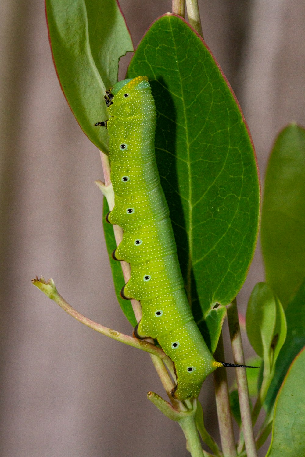 un bruco verde seduto sulla cima di una foglia