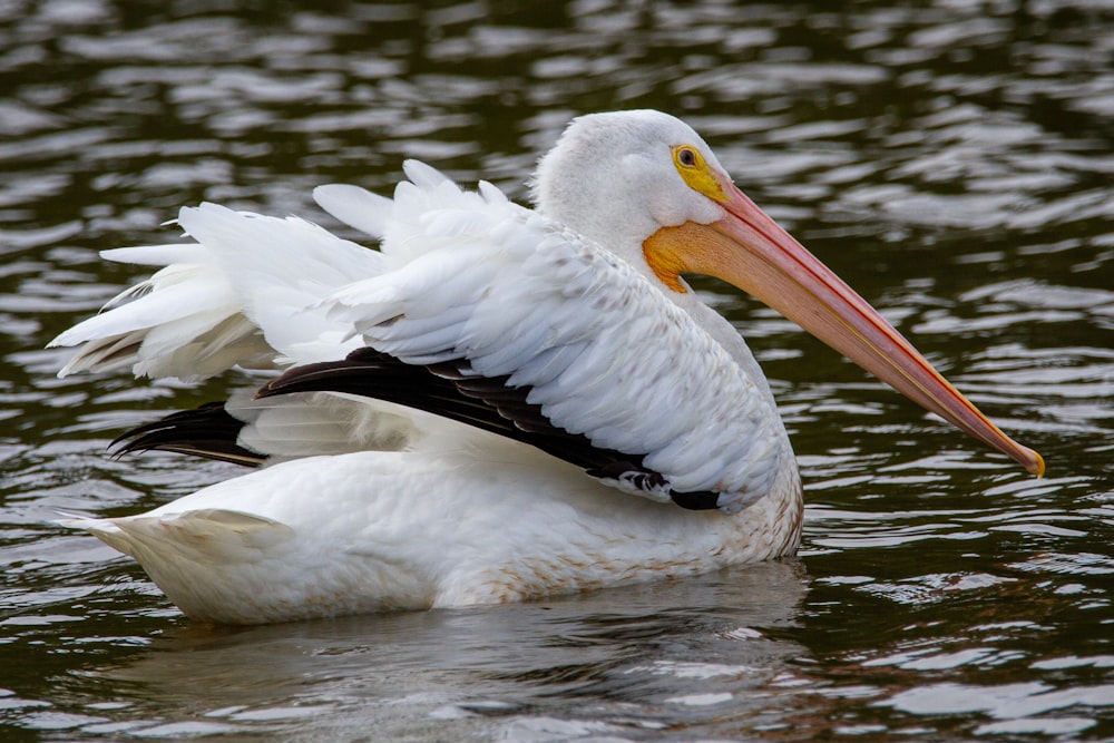um pelicano branco flutuando em cima de um corpo de água