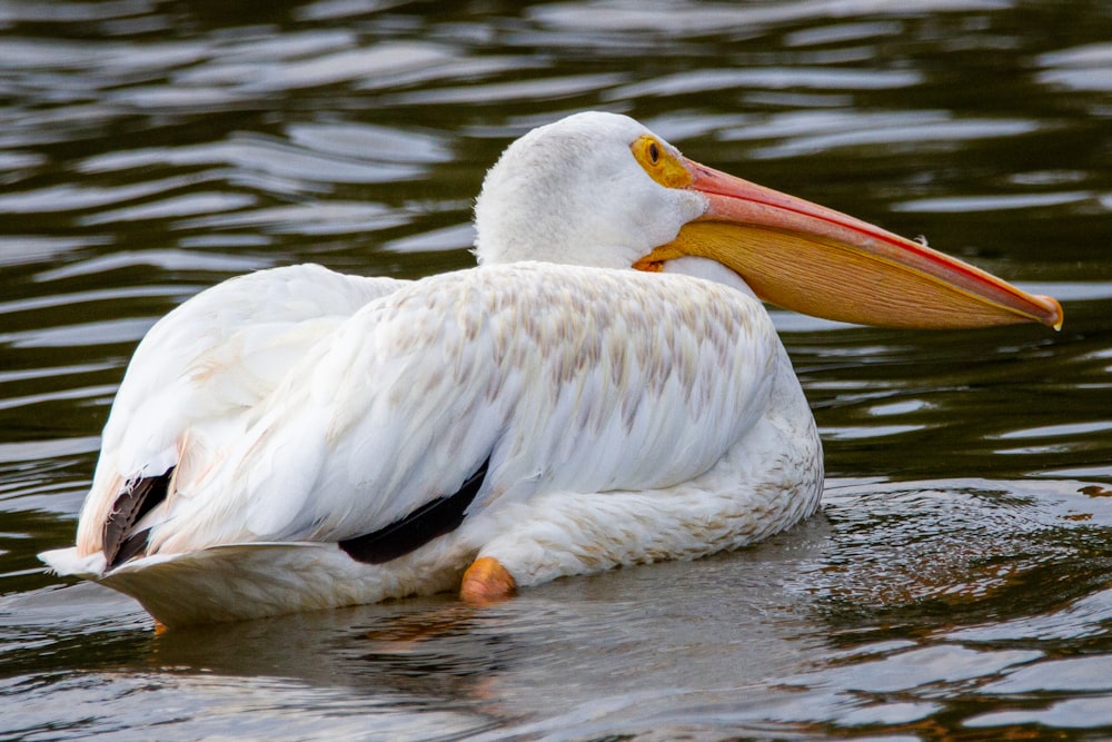 um pelicano branco flutuando em cima de um corpo de água