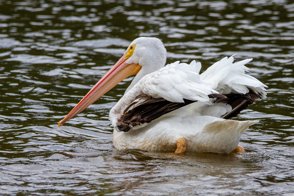 a white pelican with a large beak in the water