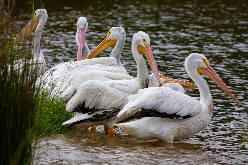 a group of pelicans are standing in the water